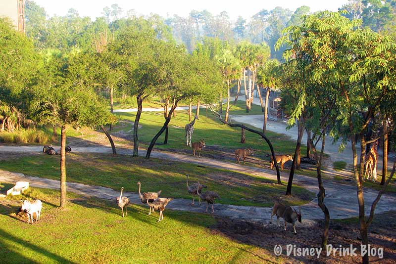 Disney's Animal Kingdom Lodge Room View